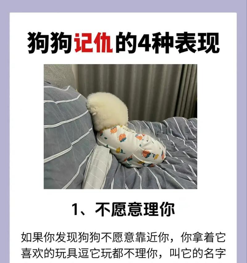 新手养宠必知（了解幼犬的饮食需求，助力健康成长）