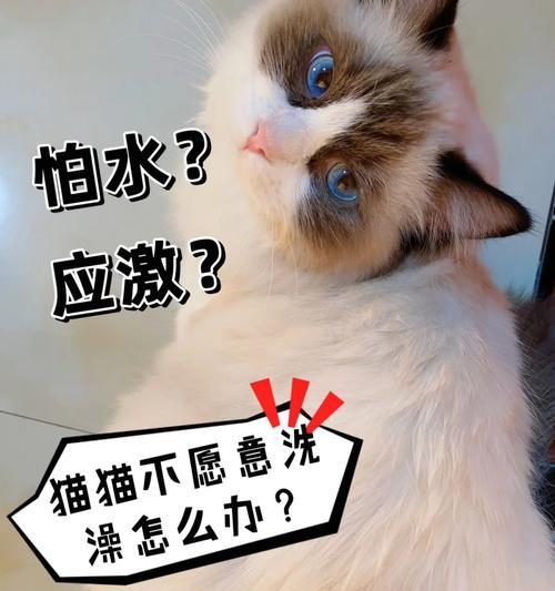 关爱幼猫小奶猫感冒，呵护宝贝健康成长！（如何细心照顾感冒的小奶猫，让它快速康复？）