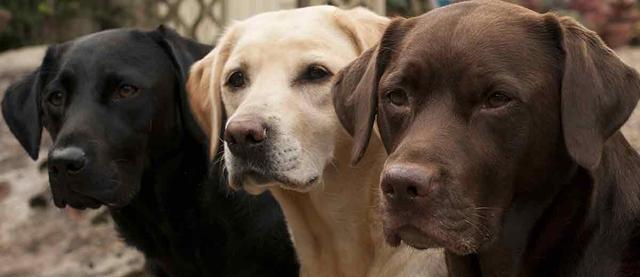 大型犬与小型犬的喂养区别（饲养不同类型犬只的技巧与要点）