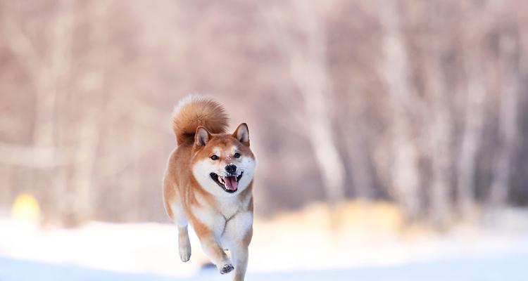 千元能买到柴犬吗？揭秘柴犬市场的价格谜团（柴犬价格的真相揭秘，你买到的是真正的柴犬吗？）