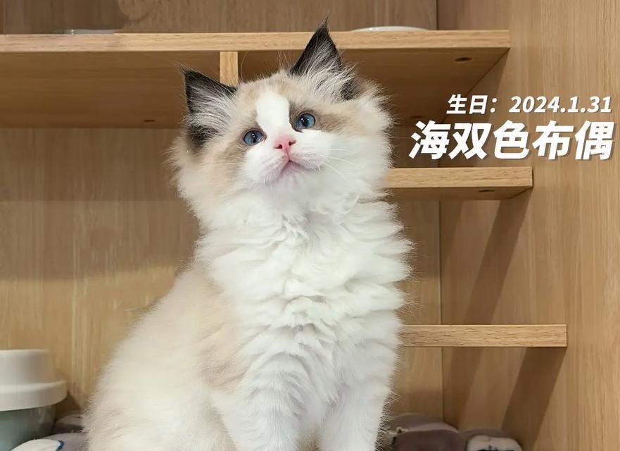 适合养布偶猫的人群（布偶猫的性格特点和适合饲养的人群）