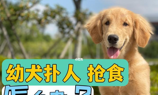 金毛犬爱扑人问题如何解决？（纠正金毛犬爱扑人行为的有效方法）