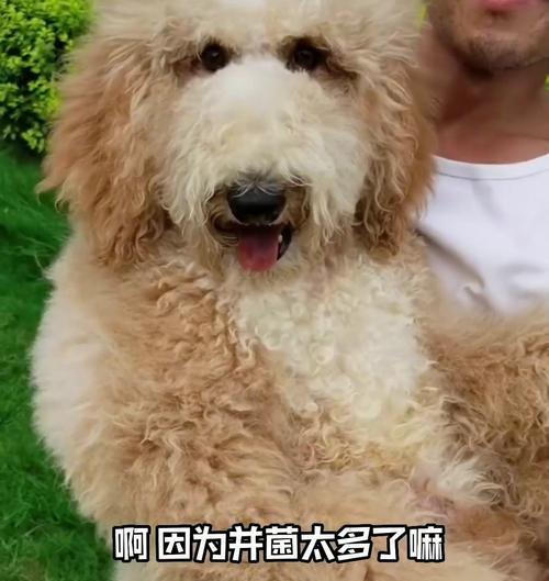 巨型贵宾犬毛发变白的原因及老化特征解析（探索导致巨型贵宾犬毛发变白的因素，以及老化对其外貌的影响）