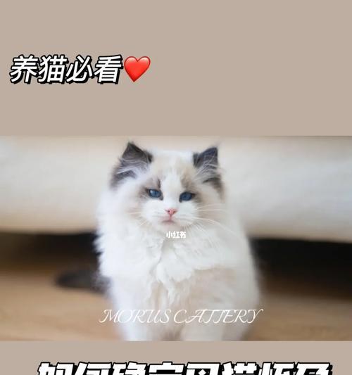 新手养猫必看（了解猫咪正常温度范围，保护它们的健康）