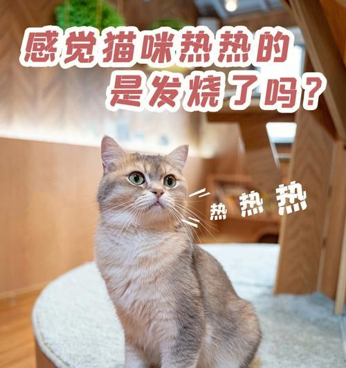 揭秘猫咪的正常体温（了解猫咪体温的重要性及测量方法）