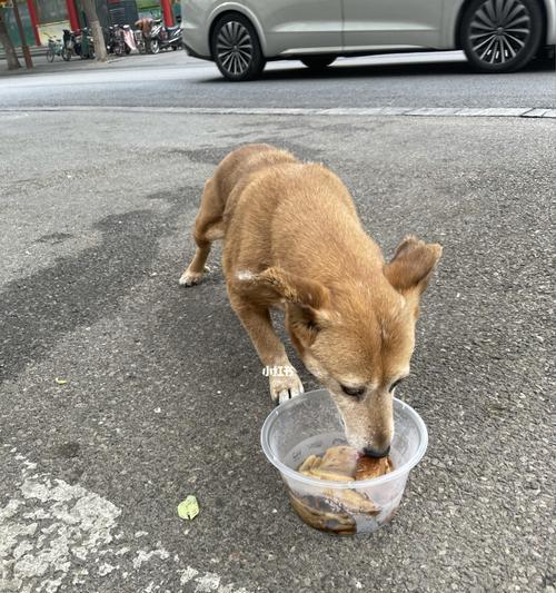 自由喂食的问题——狗狗的饮食需求和健康问题（以自由喂食方式养狗狗，注意饮食均衡及健康问题）