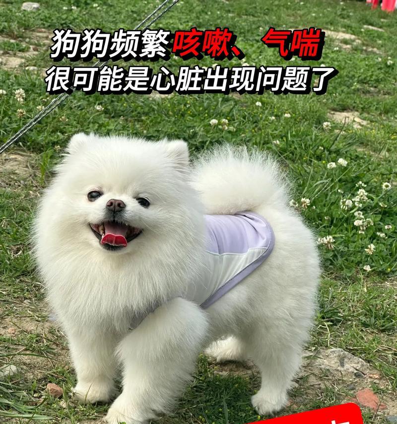 养泰迪犬必知的6个要点（如何正确养护你的泰迪犬，打造幸福宠物生活）