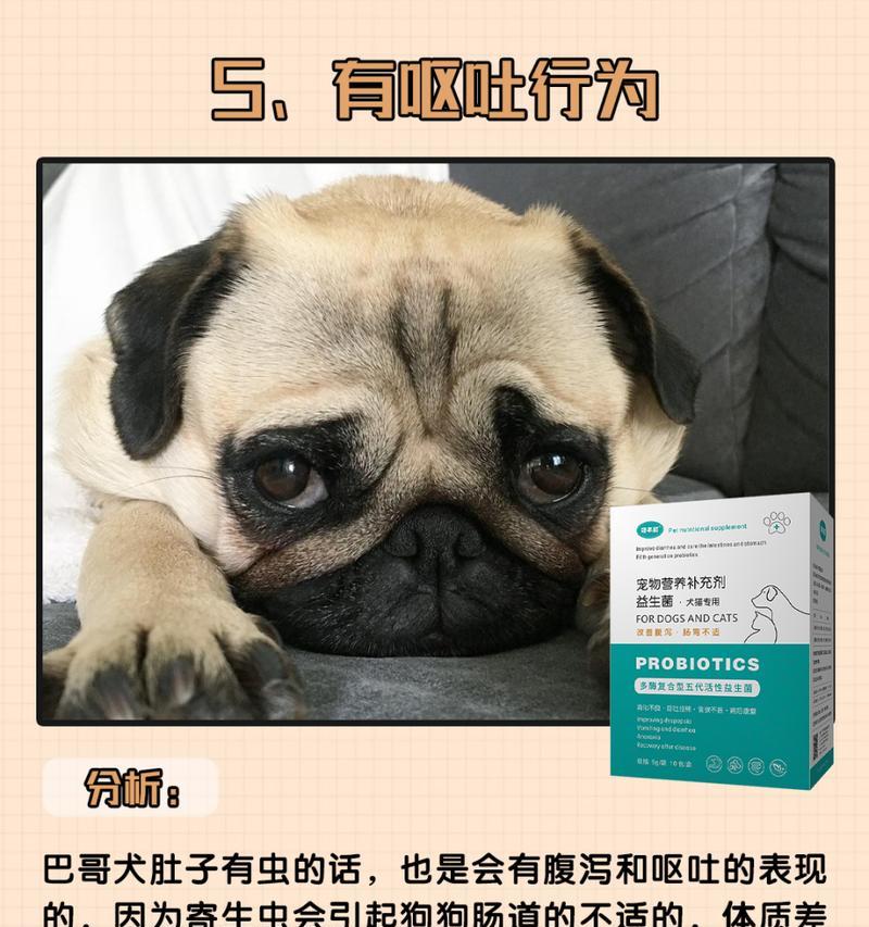 巴哥犬的正确饲养之道（培养健康快乐的巴哥犬，你需要知道的关键点）