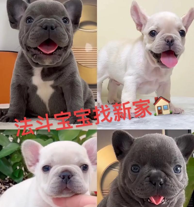 法斗犬的成长特点（探秘法斗犬的成长过程及重要特征）