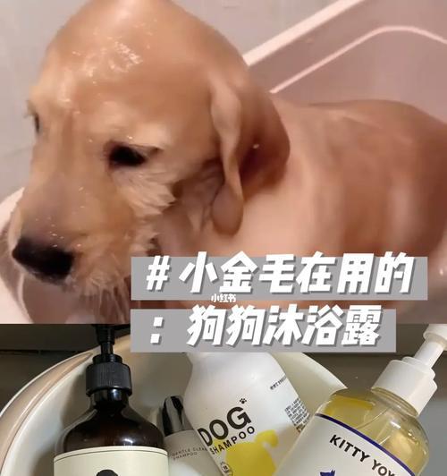 养金毛的注意事项（从幼犬期开始的关键细节）