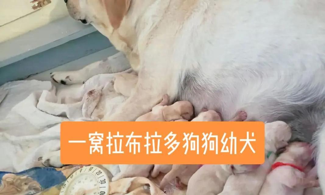 拉布拉多幼犬的喂养技巧（养一只健康快乐的拉布拉多幼犬，从正确喂养开始）