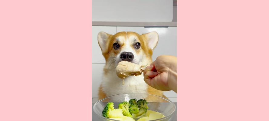 柯基犬的合适日常饮食量（科学确定柯基犬的食物摄入量）