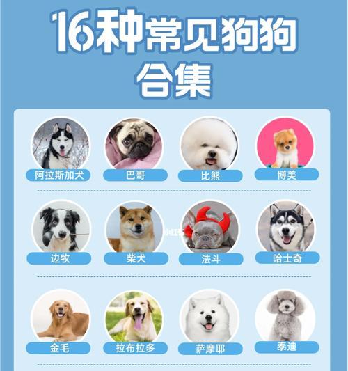 阿拉斯加犬的满分饲养指南（从领养到成年，让你成为阿拉斯加犬的最佳主人）