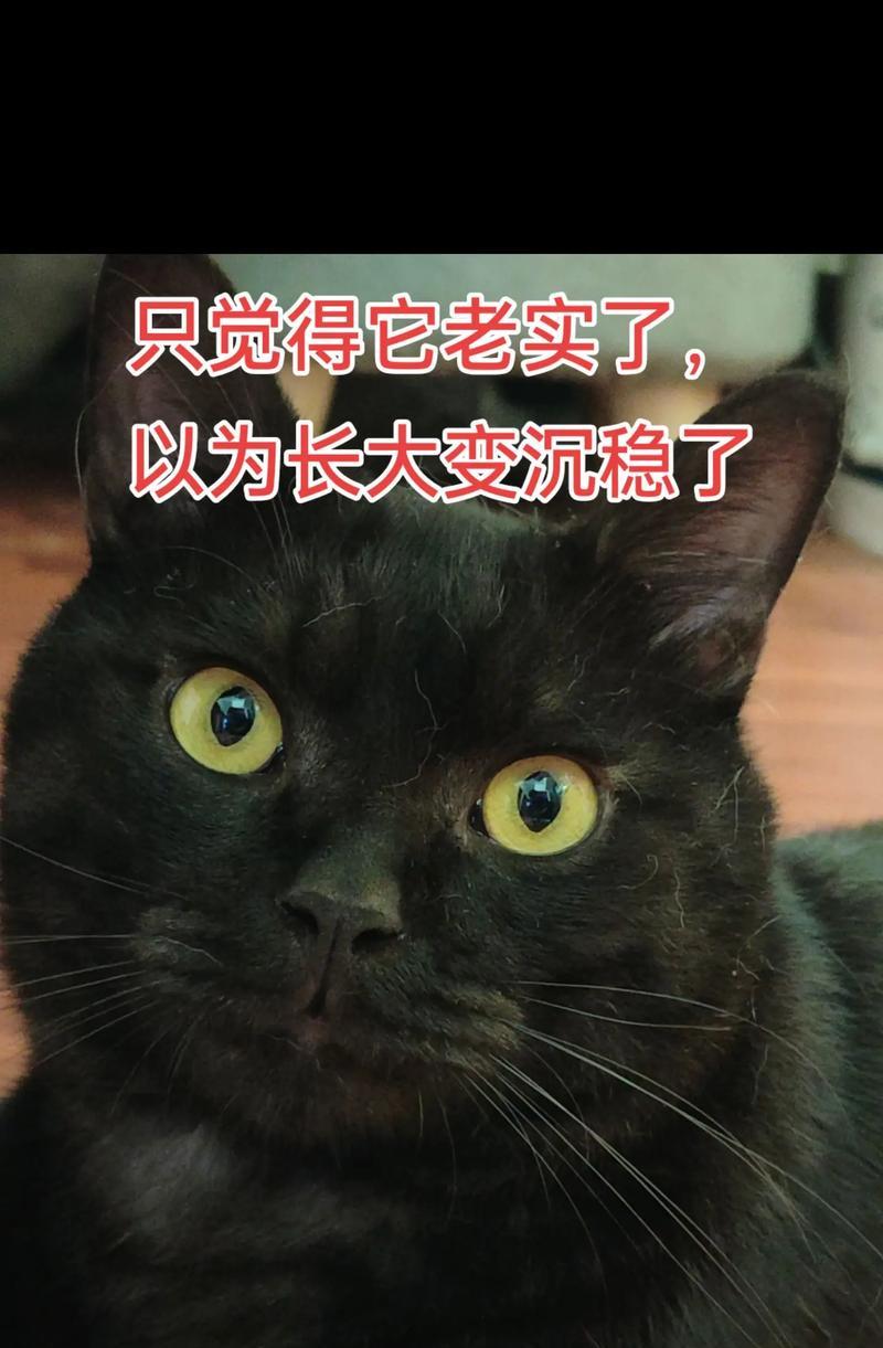 探索猫瘟传播之谜（深入了解猫瘟感染的途径和防控措施）