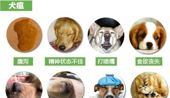 犬瘟热的预防和防治方法（了解犬瘟热的症状，有效预防和治疗）