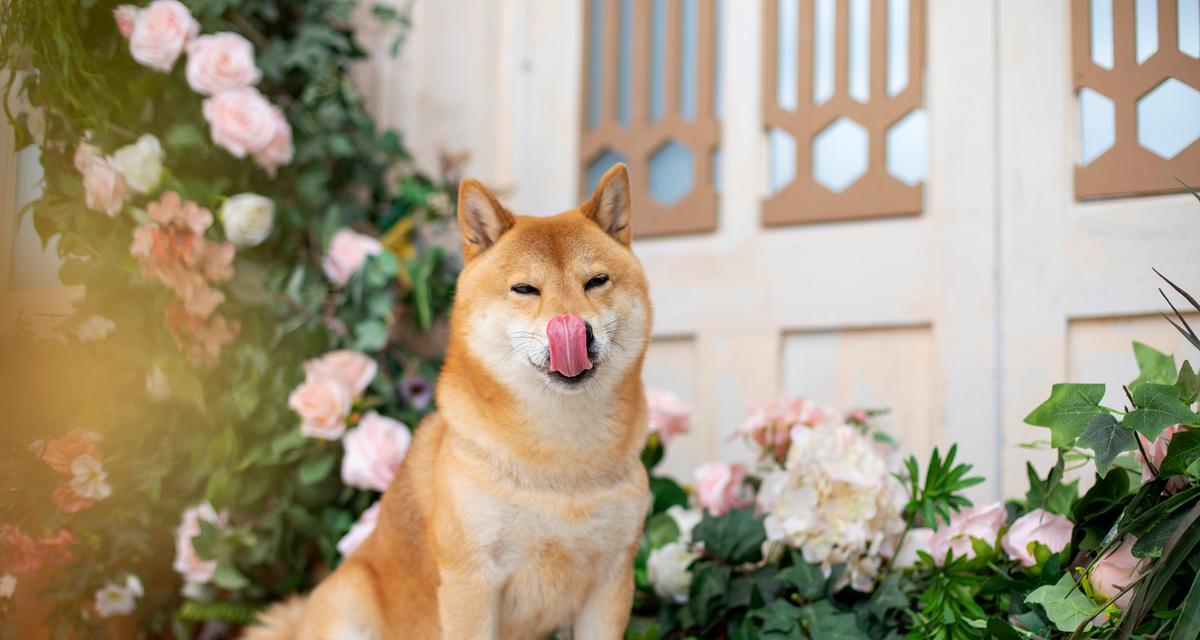 柴犬优缺点分析大全（了解柴犬的优势与劣势，为你决定是否适合养一只柴犬提供全面参考）