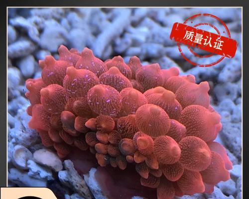 养小丑鱼与海葵共舞，打造迷人水族世界（必备设备及喂养技巧，创建完美海洋家园）