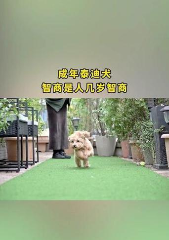 泰迪犬的年龄对照表（泰迪犬的年龄如何计算？最新年龄对照表帮你了解宠物的成长状态）