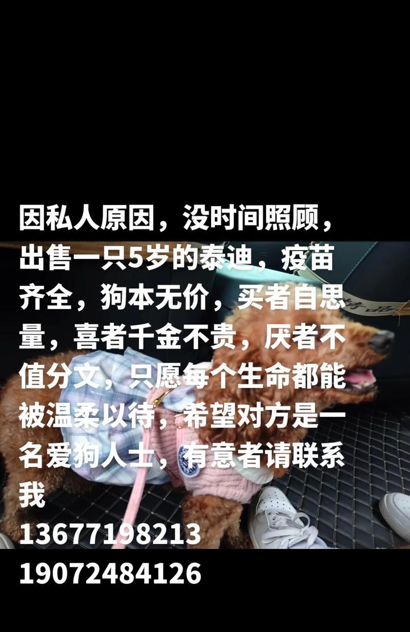 泰迪狗价格因素及市场行情解析（了解泰迪狗价格的关键因素以及市场趋势）