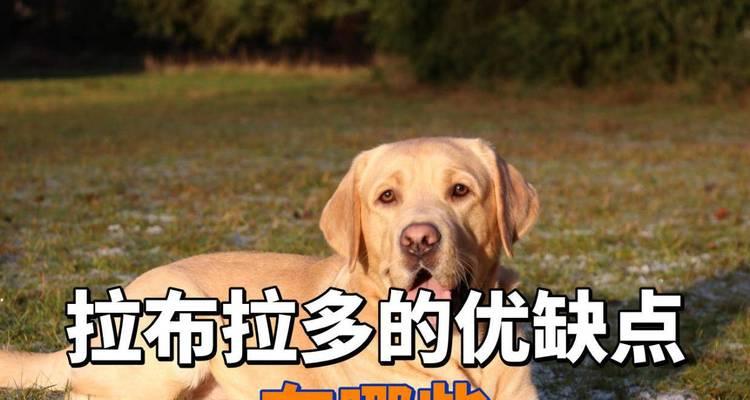 拉布拉多犬的6大缺点（了解拉布拉多犬的不完美之处）