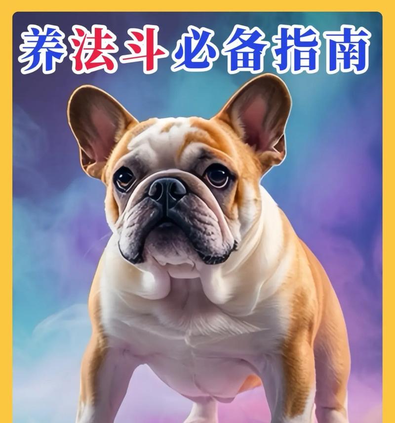 纯种法国斗牛犬的价格与特征