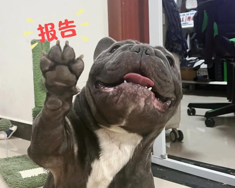 法国斗牛犬的缺点（了解法国斗牛犬的一些不足之处）