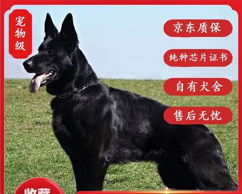 东德牧羊犬和西德牧羊犬（养德牧的城市名单，看看你是不是其中之一）