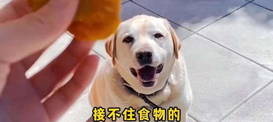 拉布拉多犬的价格及相关信息（探究拉布拉多犬的价格与市场变动趋势）