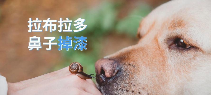 拉布拉多犬泪痕问题的原因与解决方法（探究拉布拉多犬为何容易有泪痕，以及有效的解决方法）