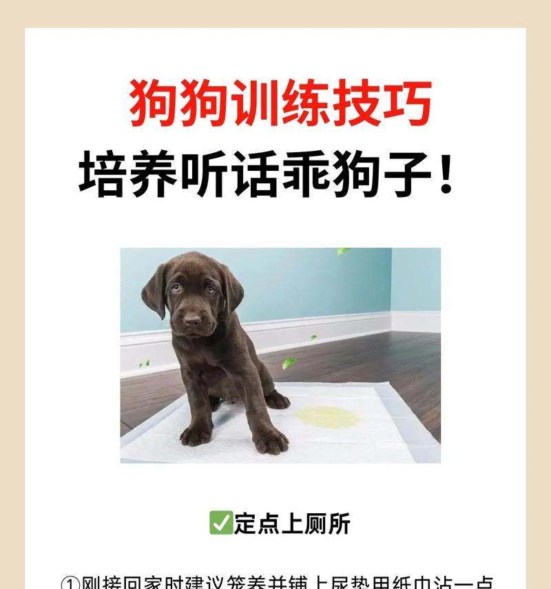 如何带回家一只幼犬并进行有效训练（培养狗狗好习惯的关键步骤与最佳时机）