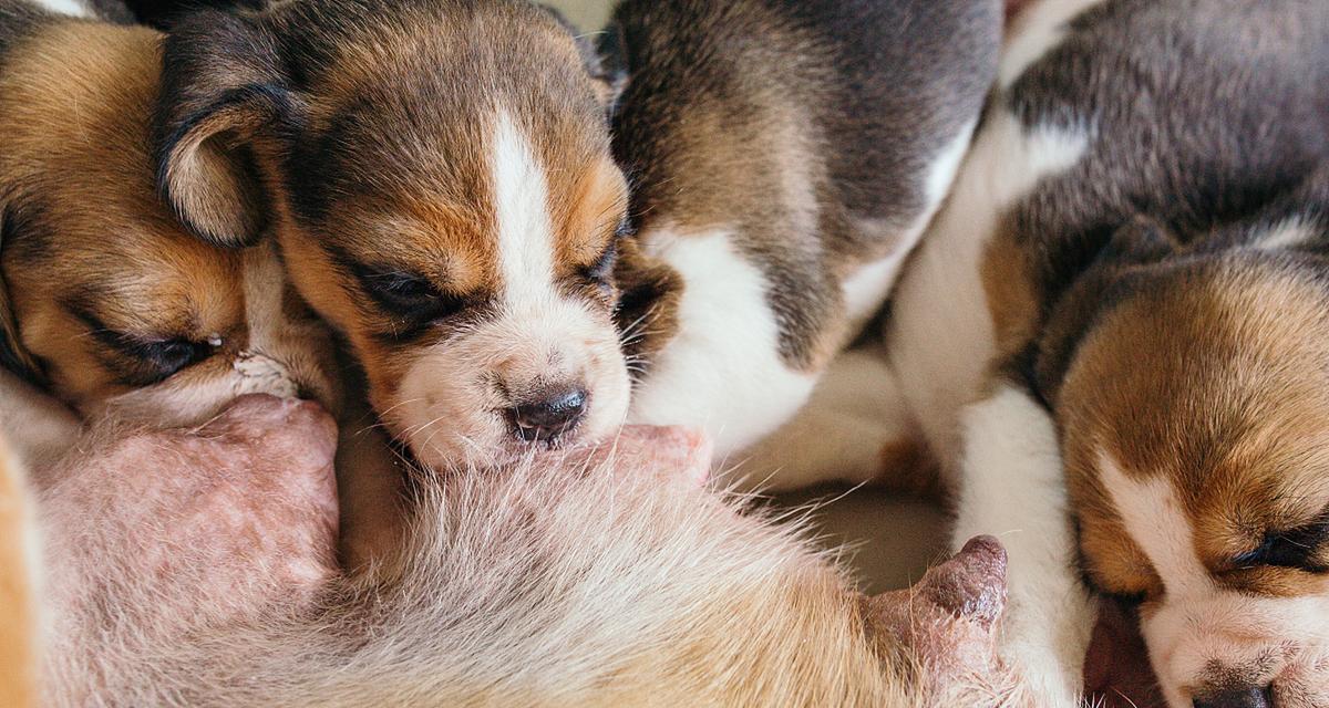 选择适合40天幼犬的营养食品（为狗狗的健康成长选择合适的幼犬粮）