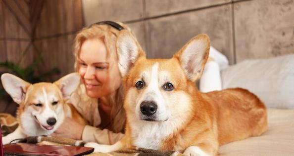 如何科学喂养柯基犬？（掌握柯基犬的饮食标准，让它健康快乐成长）