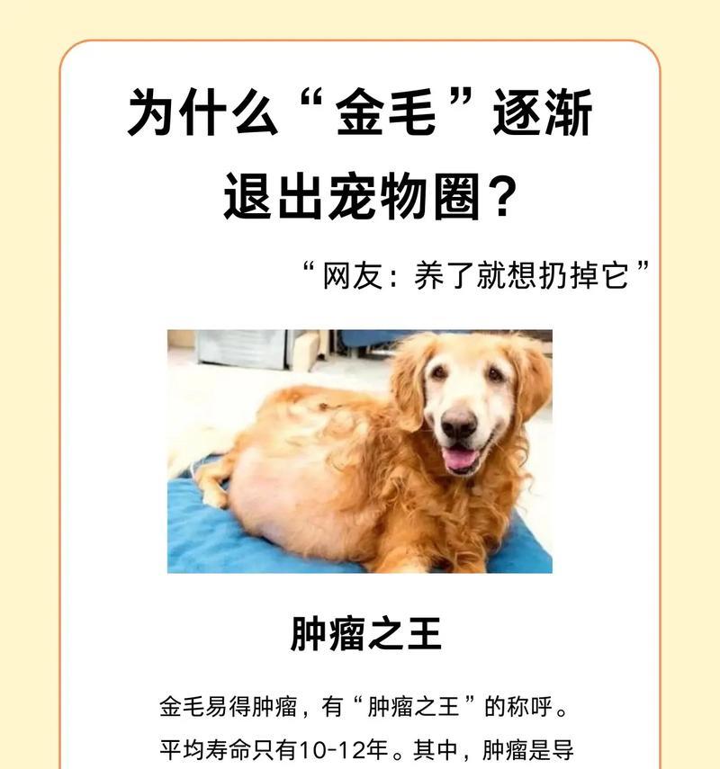 我家养的狗狗——边境牧羊犬（探索边境牧羊犬的平均寿命和特点）