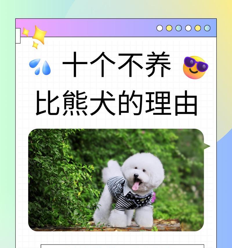 比熊犬饲养全攻略——让你的宠物生活更健康快乐（了解比熊犬，享受与宠物共度美好时光的技巧与经验）