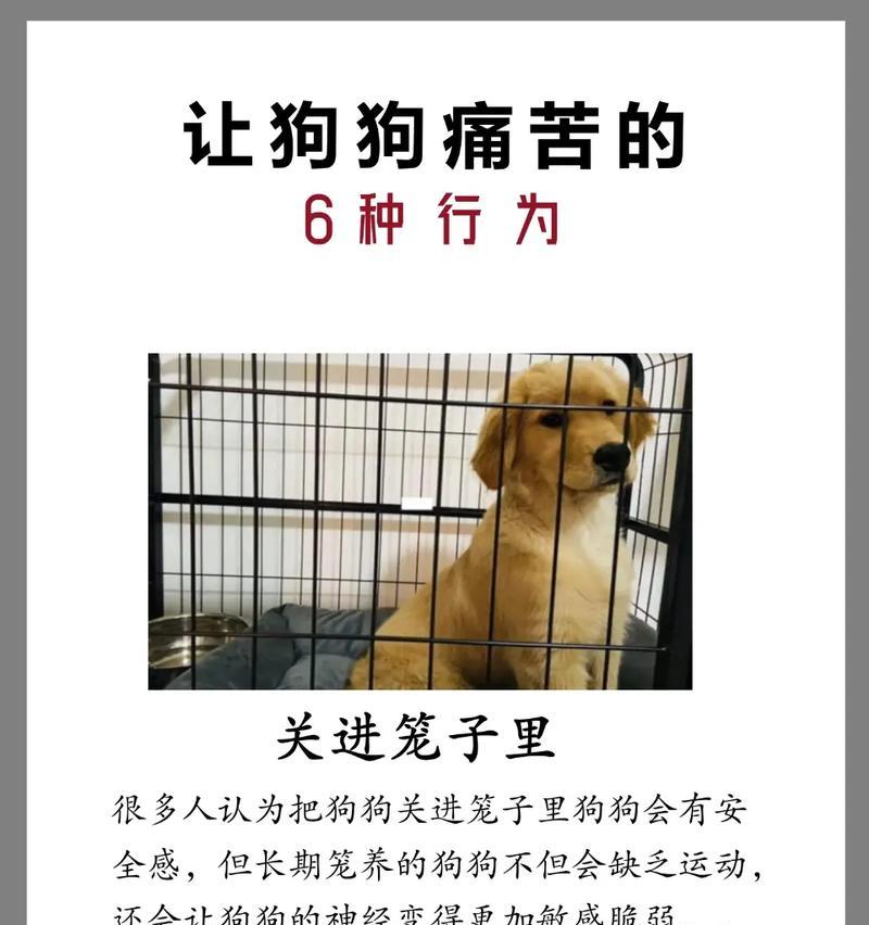 饲养金毛犬的禁忌，不能碰！（保护你的金毛犬，避免这些禁忌行为）