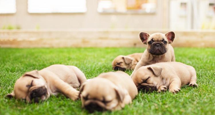 养殖英国斗牛犬的注意事项（打造健康快乐的英国斗牛犬生活）