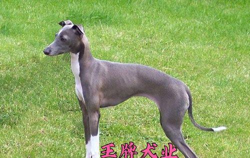 惠比特犬价格详解（探究惠比特犬价格波动趋势与价格因素，帮助您做出明智的购买决策）