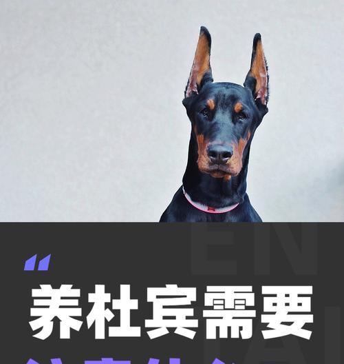 杜宾犬（揭秘杜宾犬的魅力与优势）