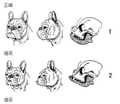 如何挑选适合的法斗犬作为宠物伴侣（了解您的需求，选择理想的法斗犬）