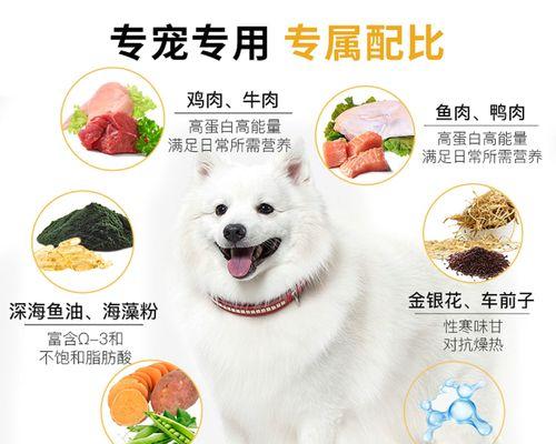 银狐犬喂养训练方法全攻略（培养健康快乐的银狐犬宠物生活）