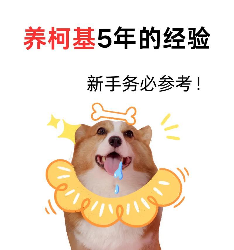 柯基犬的饲养之谜（揭开柯基犬饲养的秘密，了解其中的挑战与乐趣）