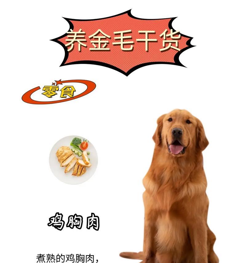 养金毛犬的费用及是否贵（了解养金毛犬的花费和贵不贵，合理规划金毛犬的养育开支）