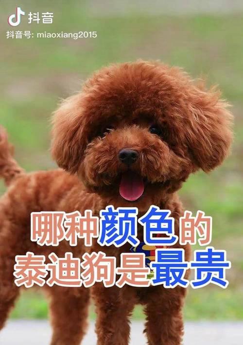 探寻泰迪犬的价格之谜——颜色是否影响价格？（不同颜色的泰迪犬价格比较与分析）