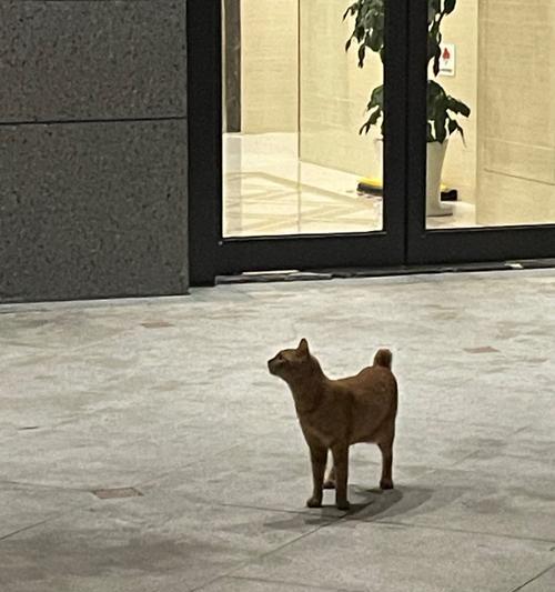 猫为什么不愿意走路？（揭秘猫咪行走的神秘心理）