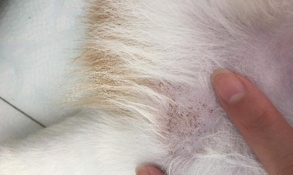 狗狗眼睛皮上的黑点（揭开狗狗眼部黑点背后的秘密，告诉你应该如何应对）