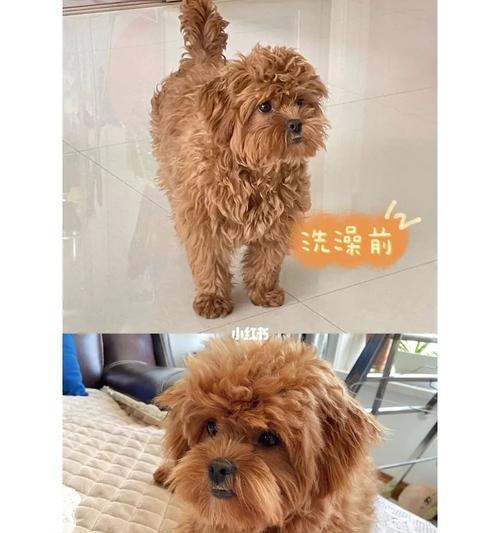 泰迪宝宝爱用的沐浴露大比拼（给宝宝最好的呵护，从选对沐浴露开始）