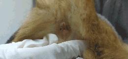 以猫挤肛门腺的益处及操作方法（探索猫挤肛门腺的重要性，为你的爱宠提供舒适和健康）