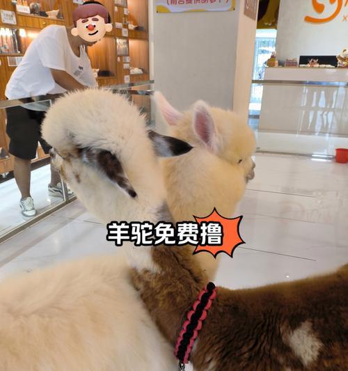 广州宠物店大揭秘（探寻广州宠物店的世界）