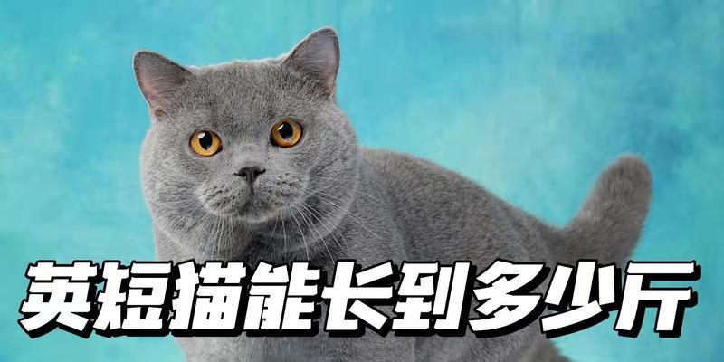 探究英短蓝猫发烧的原因（揭秘英短蓝猫发烧的关键因素）