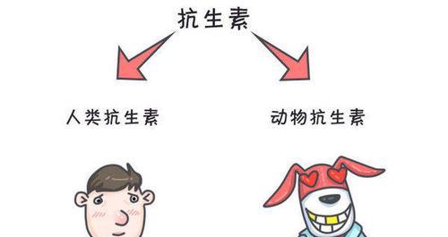 狗狗为什么需要抗生素？（探究狗狗需要抗生素的原因和使用注意事项）